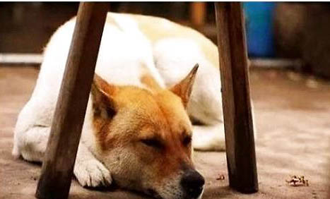 哪里有卖正宗中华田园犬