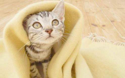 猫咪不可以吃什么