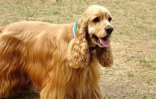 美国可卡犬掉毛吗