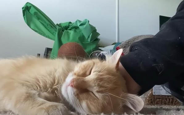 猫后腿一直发抖是什么原因