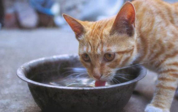 世界上最昂贵的猫咪