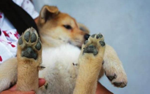 狗狗有哪些皮肤病