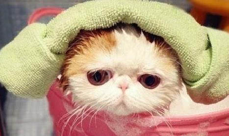 猫咪能不能用人的沐浴露？