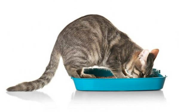 2个月小猫得了猫瘟存活率高吗为什么