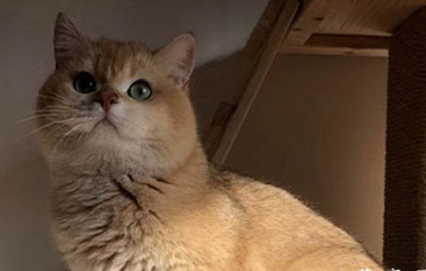 不建议新手养金渐层的原因及处理方法