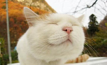 猫咪几个月后不调皮了