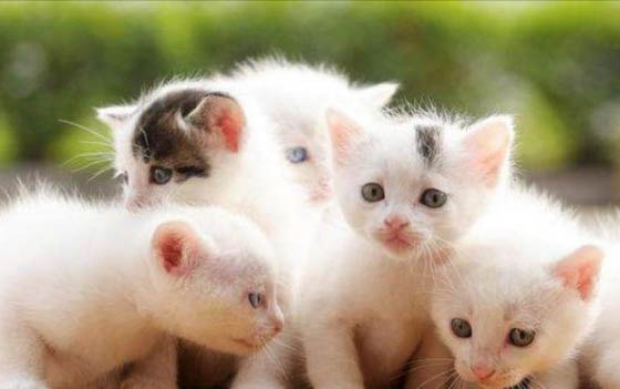 两只猫一起养可不可以的