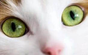 两个月的小猫老是咬人怎么回事?