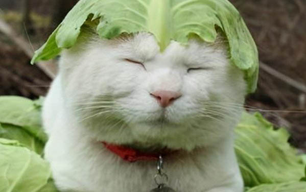 猫咪多久内驱一次