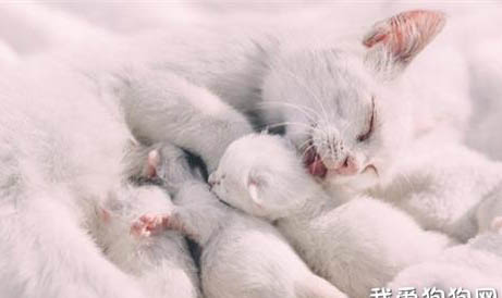 奶猫不吃奶只睡觉的原因及处理方法