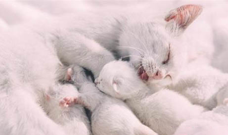 小奶猫死亡原因及处理方法