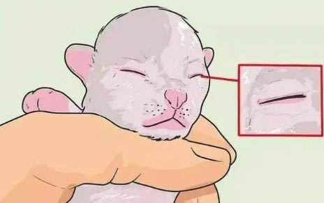 小猫多久能离开母猫