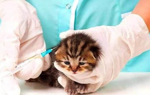 猫打完疫苗第二天可以洗澡吗