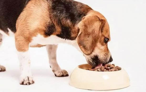 犬瘟好转的迹象有哪些啊