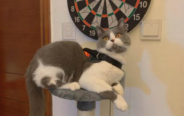 小猫心脏病症状