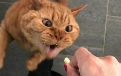 两个多月的猫咪吃猫粮需要泡一下吗