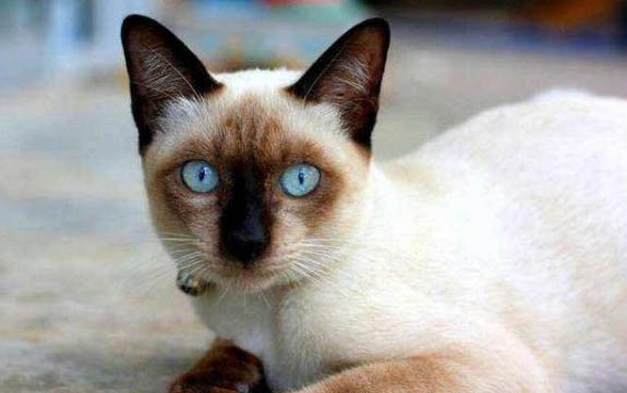 20天左右小猫可以吃什么