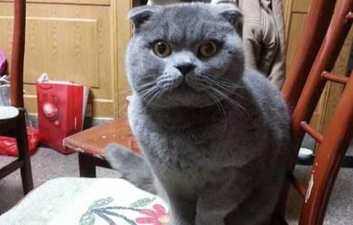 猫能吃海苔片吗
