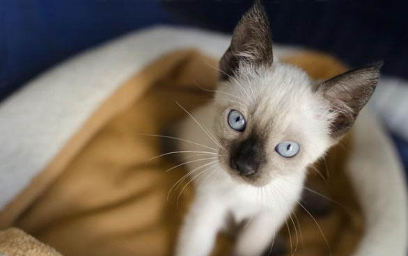 蓝色眼睛猫