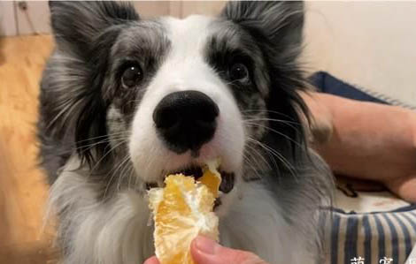 狗狗能吃橘子么