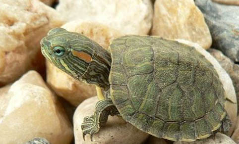 巴西龟如何分辨公母
