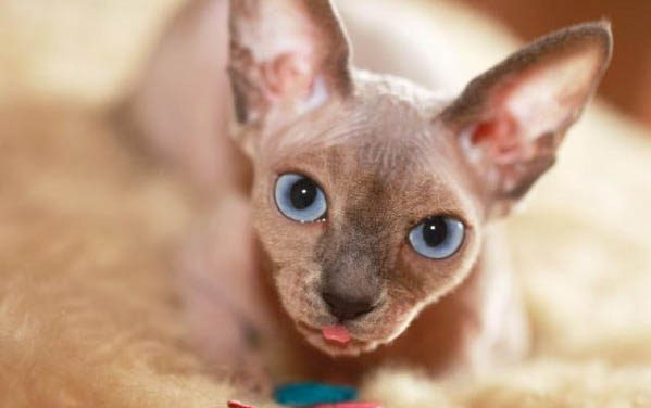 可以用酒精给猫咪消毒