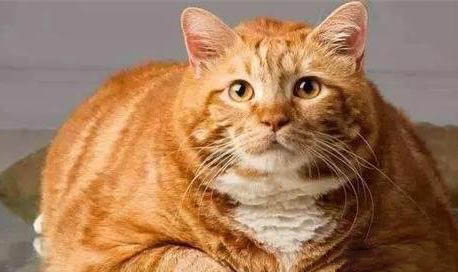 猫只吃罐头不吃猫粮怎么办?20年养猫人的经验,还是比较实用的!