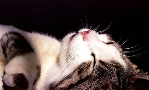 猫躲起来了怎么引出来,饲养小猫咪要注意什么