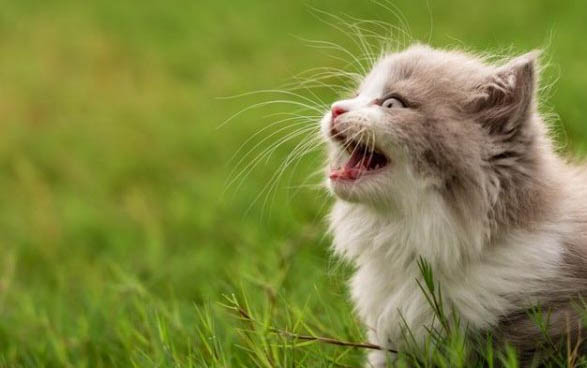 长尾巴猫咪是啥品种