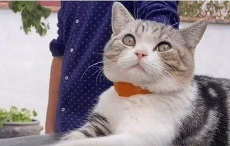 猫咪急性肠炎症状和猫瘟的区别