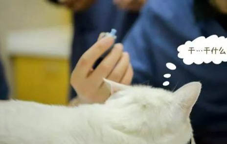 小猫得了猫瘟会传染给大猫吗