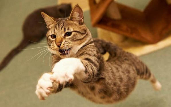 怎么训练猫咪装死