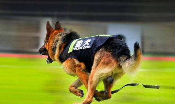 北京训犬基地的警犬有哪些种类