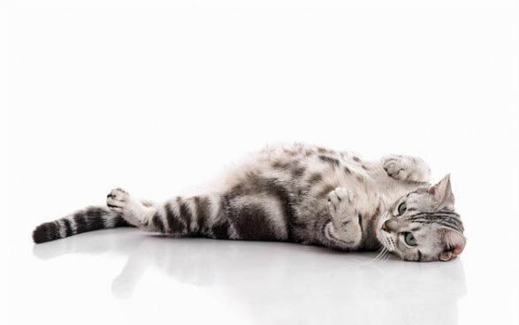 猫生产后吃什么可以补充营养?