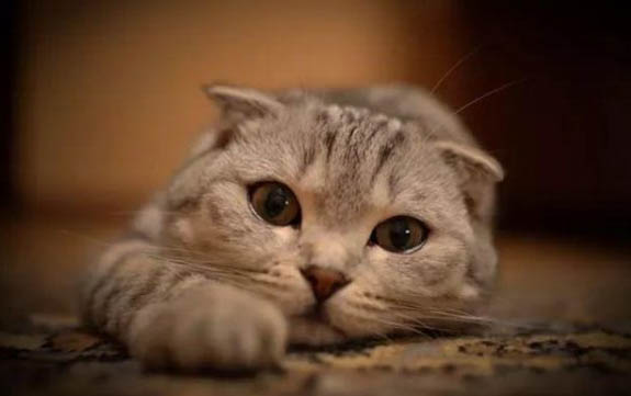 猫咪肚子大鼓鼓但是吃喝正常什么原因