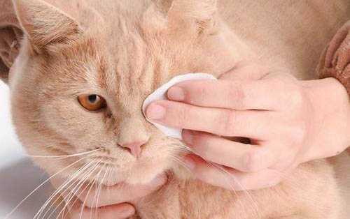猫咪发烧为什么不能喝水了