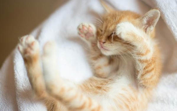 猫咪全身无力一直躺着是什么原因？