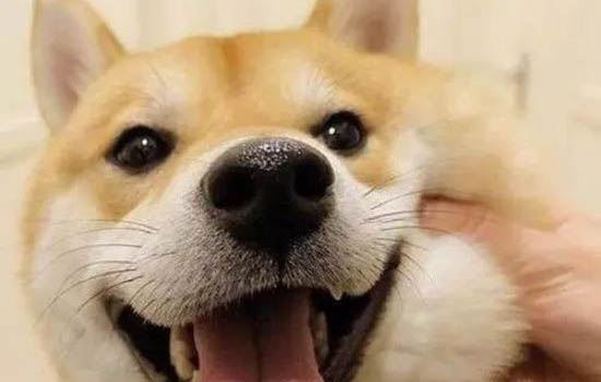 柴犬的智商排名第几