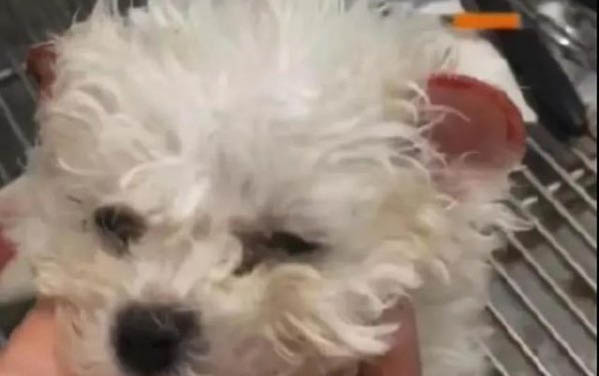 狗狗爪子抓伤要打针吗