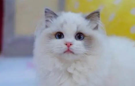 猫咪怀孕多久做产检