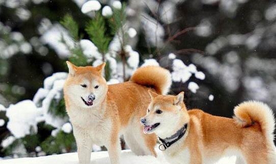 秋田犬可以养吗