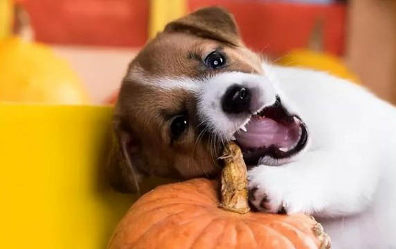 窝不咳犬用药在哪里买