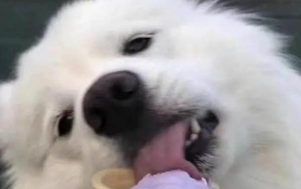 狗狗为什么会漏尿?怎么办?