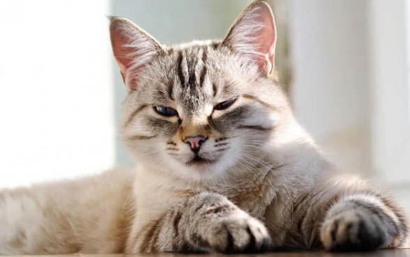 小猫呛奶能自己康复吗