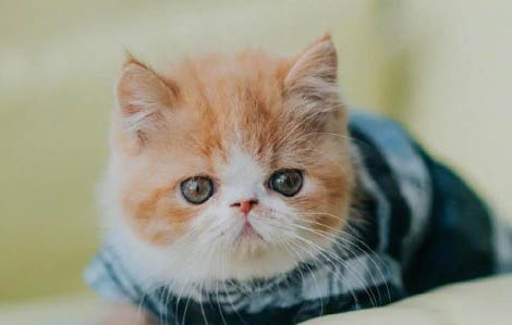 猫咪心情不好会得毛囊炎吗