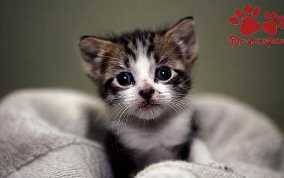 小奶猫后腿撑不起来