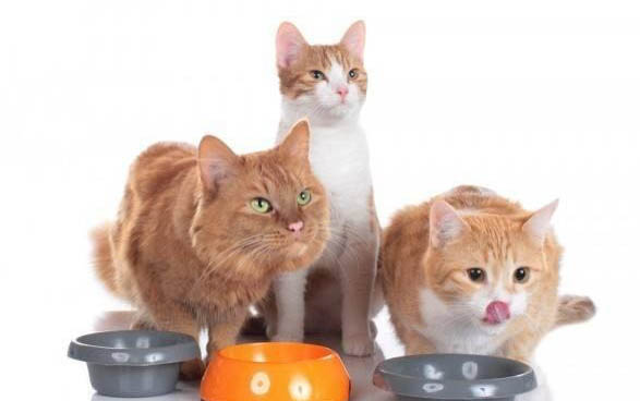 猫咪不吃不喝几天会死