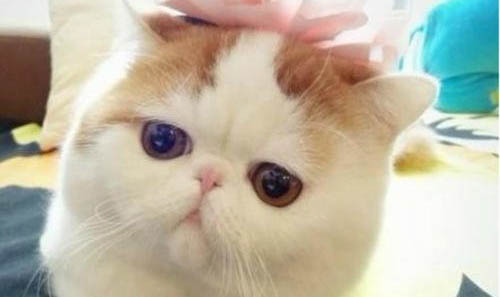 加菲猫不舒服的表现?加菲猫可以吃什么