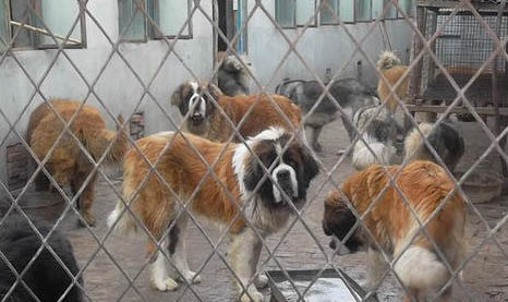 狗狗冠状病毒