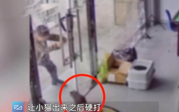 猫咪一分钟呼吸60次正常吗为什么